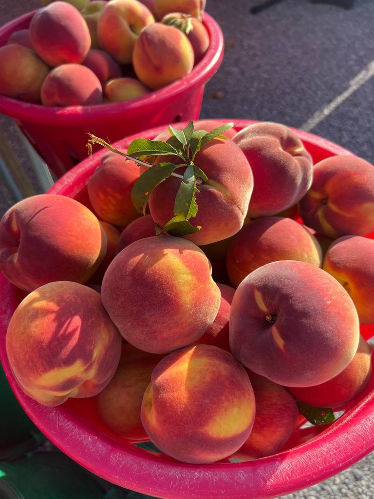 Beautiful red basket of mouthwatering, sweet Bennett Peaches. 